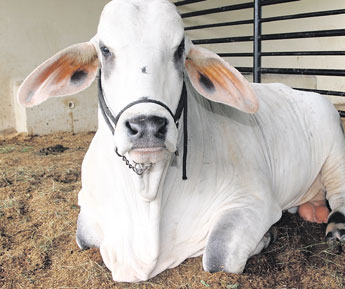 haga click para ampliar la imagen