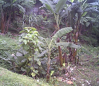 Imagen foto