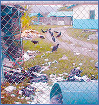 Imagen foto
