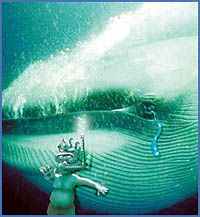 Imagen foto