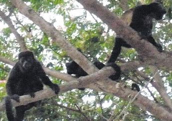 haga click para ampliar la imagen