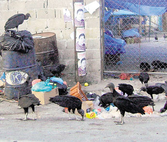 haga click para ampliar la imagen