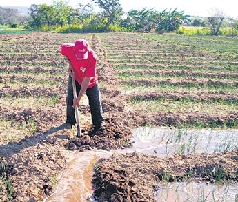 haga click para ampliar la imagen
