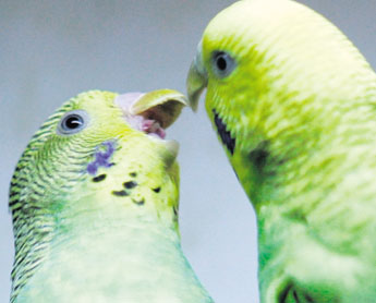 haga click para ampliar la imagen
