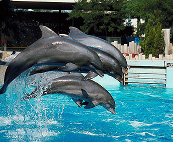 haga click para ampliar la imagen