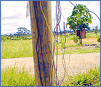 Imagen foto