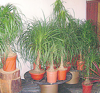 haga click para ampliar la imagen