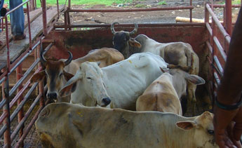 haga click para ampliar la imagen