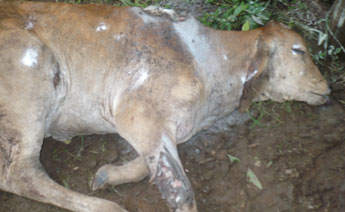 haga click para ampliar la imagen