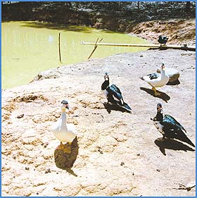 Imagen foto