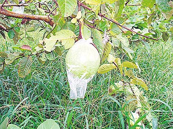 haga click para ampliar la imagen