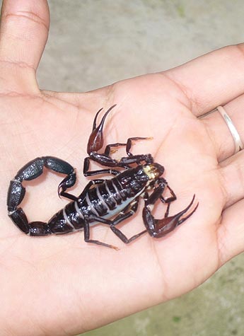 haga click para ampliar la imagen