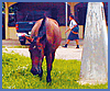 Imagen foto