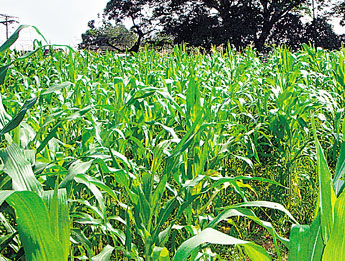 haga click para ampliar la imagen