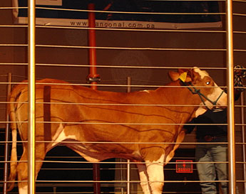 haga click para ampliar la imagen