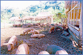 Imagen foto