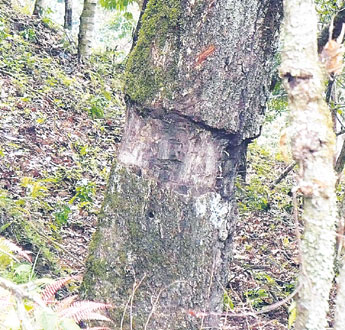 haga click para ampliar la imagen