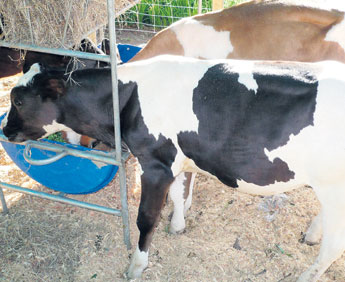 haga click para ampliar la imagen