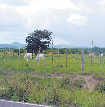 Imagen foto