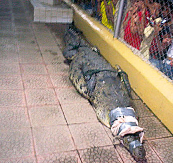 haga click para ampliar la imagen