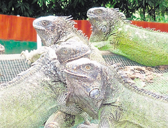 haga click para ampliar la imagen