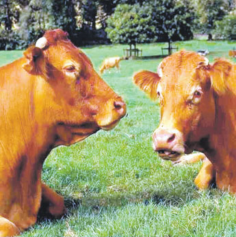 haga click para ampliar la imagen