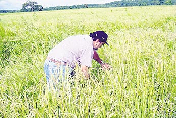 haga click para ampliar la imagen