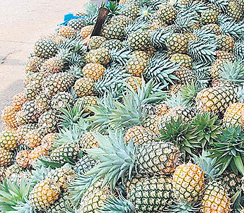 haga click para ampliar la imagen