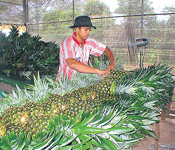 haga click para ampliar la imagen