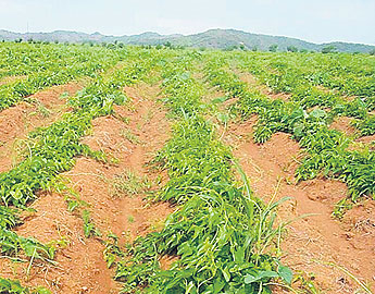 haga click para ampliar la imagen