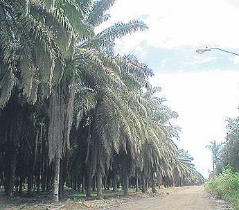 haga click para ampliar la imagen