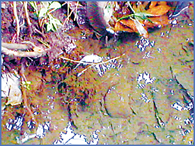 Imagen foto