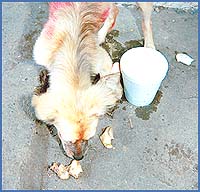 Imagen foto