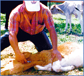 Imagen foto