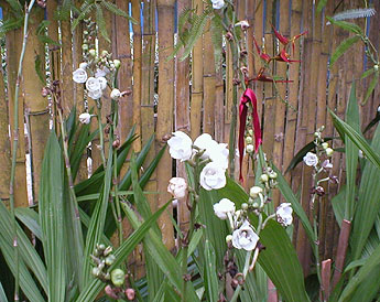 haga click para ampliar la imagen