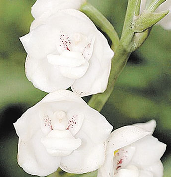 haga click para ampliar la imagen