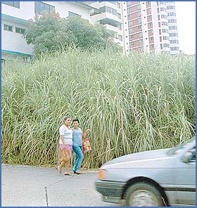 Imagen foto