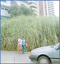 Imagen foto