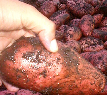 haga click para ampliar la imagen