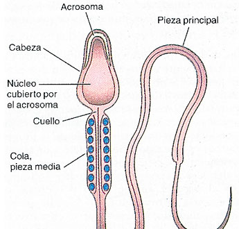 haga click para ampliar la imagen