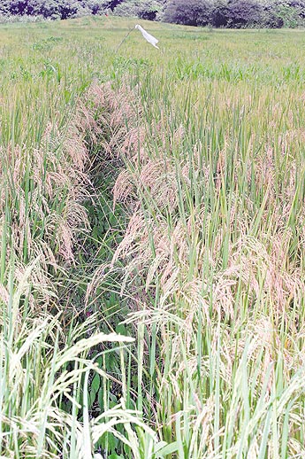 haga click para ampliar la imagen