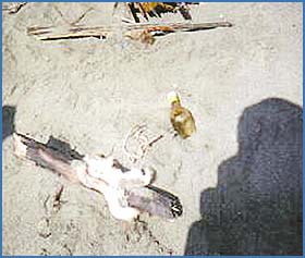 Imagen foto