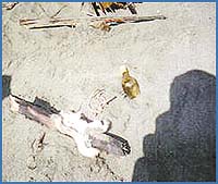 Imagen foto