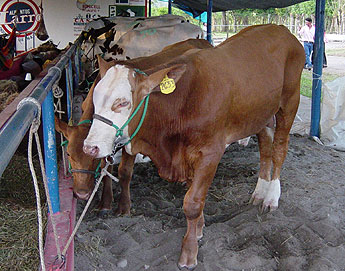 haga click para ampliar la imagen