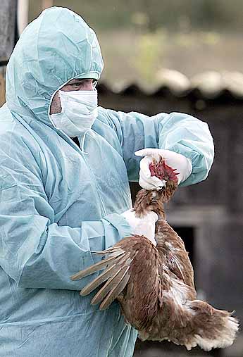 Gripe Aviar Pone A Panam En Alerta El Brote Ha Obligado A Sacrificios Masivos De Aves De