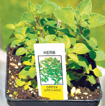 haga click para ampliar la imagen