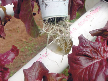 haga click para ampliar la imagen