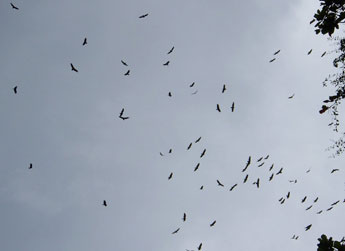 haga click para ampliar la imagen