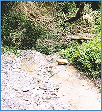 Imagen foto
