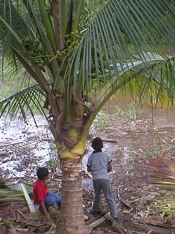 Imagen foto